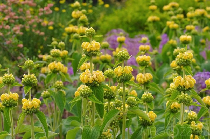 Kis-Ázsiai macskahere - zsálya, Phlomis russeliana, etnobotanika